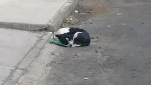 Illustration : "Jetée en pleine rue avec son sac de jouets, cette petite chienne a eu la chance de croiser la route d’une bonne âme qui lui a sauvé la vie"