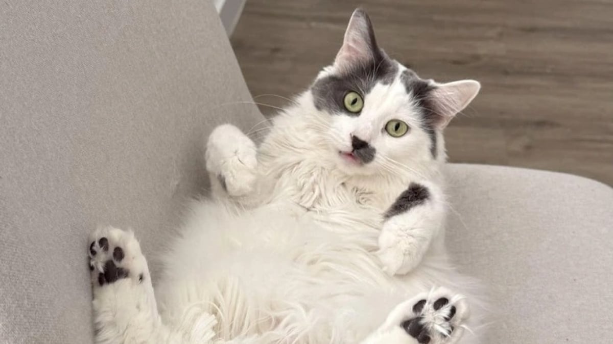 Illustration : "15 chats de refuge qui savent parfaitement user de leur charme"