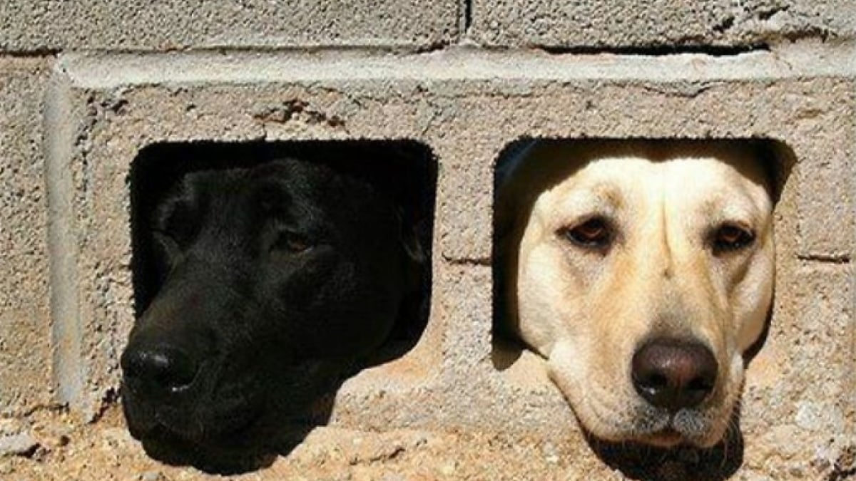 Illustration : "18 photos de chiens et de chats pour vous faire mourir de rire"