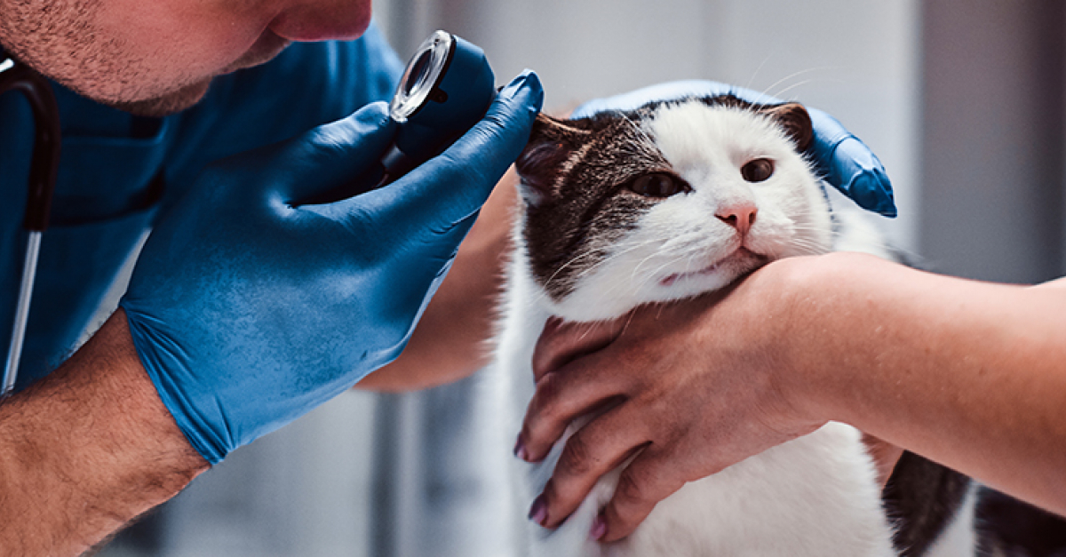 Gale Auriculaire Chez Le Chat Symptomes Diagnostic Et Traitements