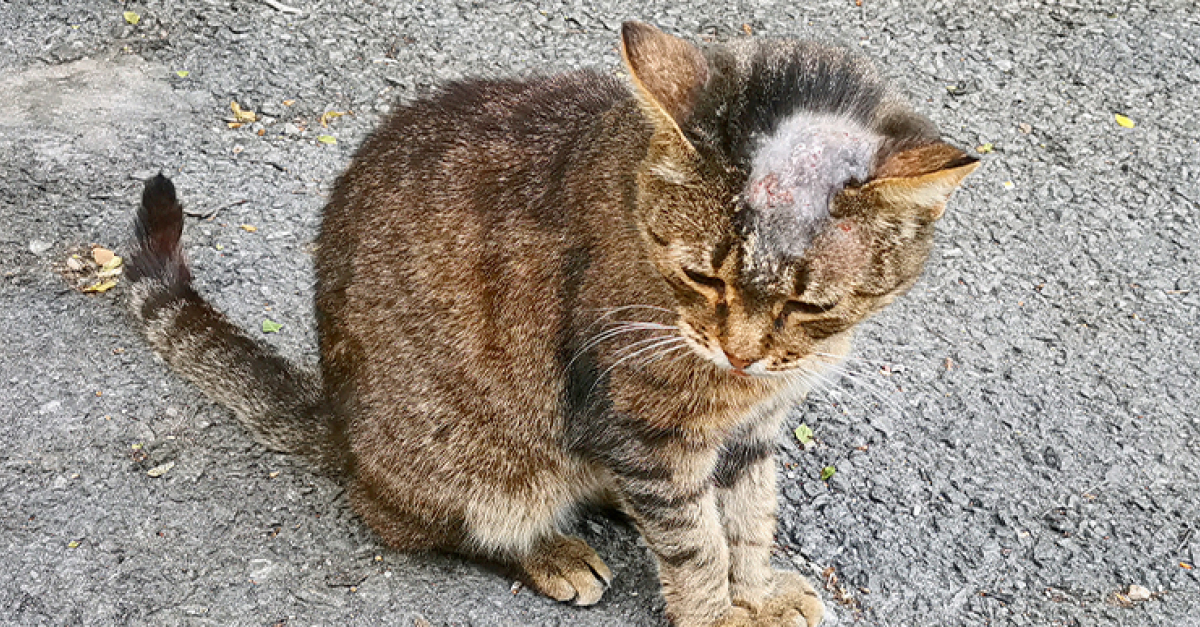 La Teigne Chez Le Chat Symptomes Diagnostic Et Traitements