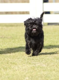 Illustration de la race "Affenpinscher"