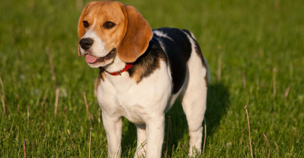Le beagle : un chien au flair inégalé et à la personnalité