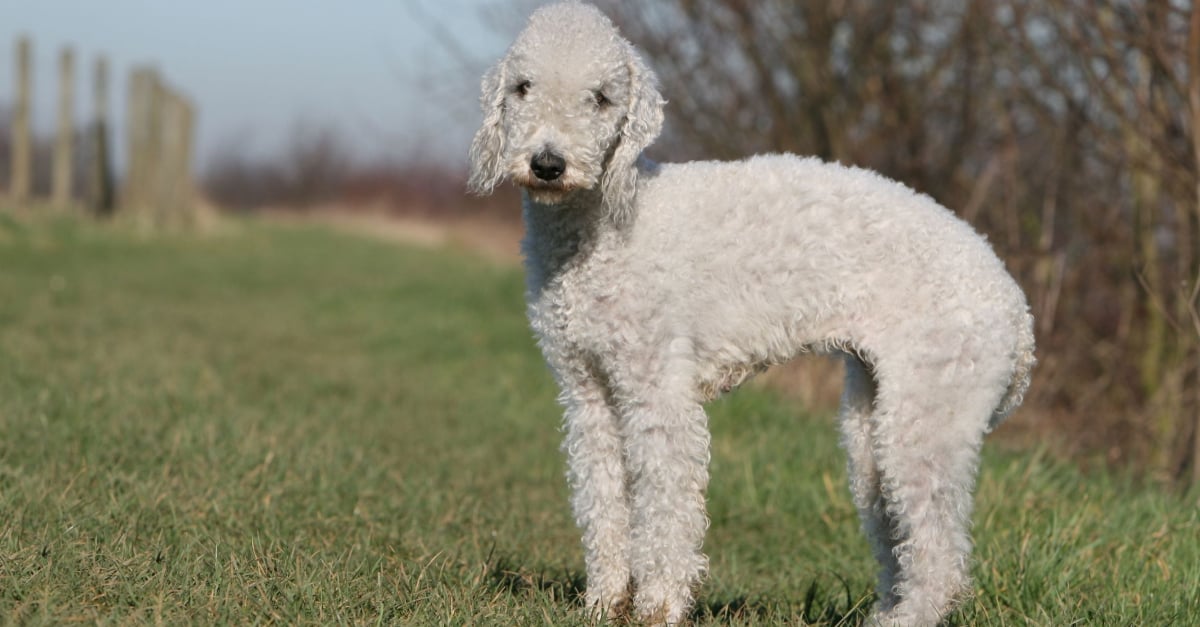 Bedlington Terrier caract re sant alimentation prix et entretien