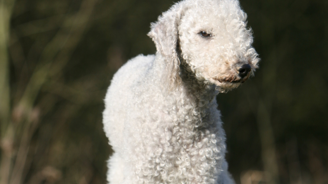 Bedlington Terrier caract re sant alimentation prix et entretien