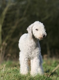 Illustration de la race "Bedlington Terrier"