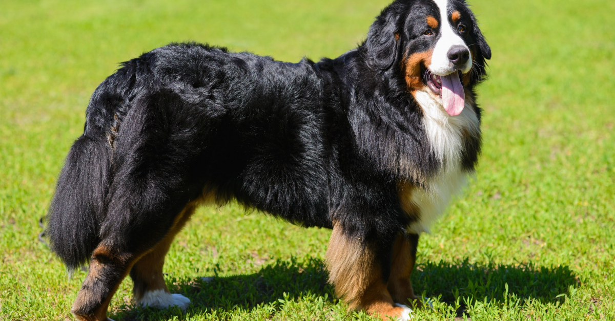 Le Bouvier Bernois : tout savoir sur cette race de chien fascinante
