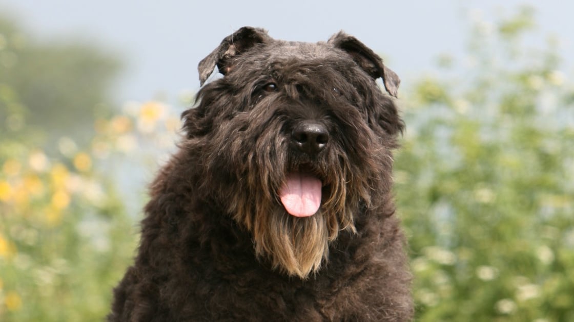 Bouvier de cheap flounder