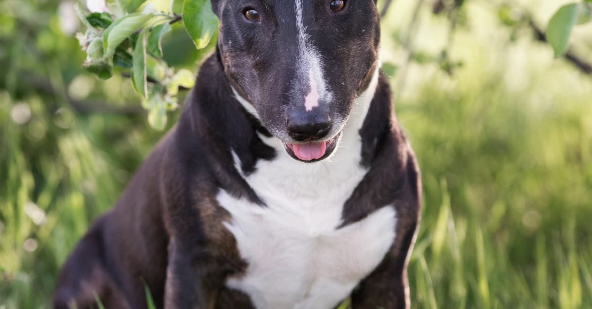 Bull Terrier Caractere Sante Alimentation Prix Et Entretien