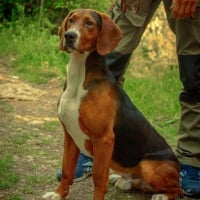 Photo de Chien courant yougoslave tricolore