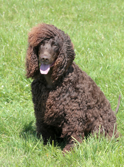 Chien D Eau Irlandais Caractere Sante Alimentation Prix Et Entretien