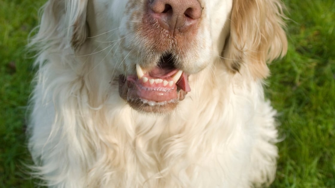 Chien sales clumber spaniel