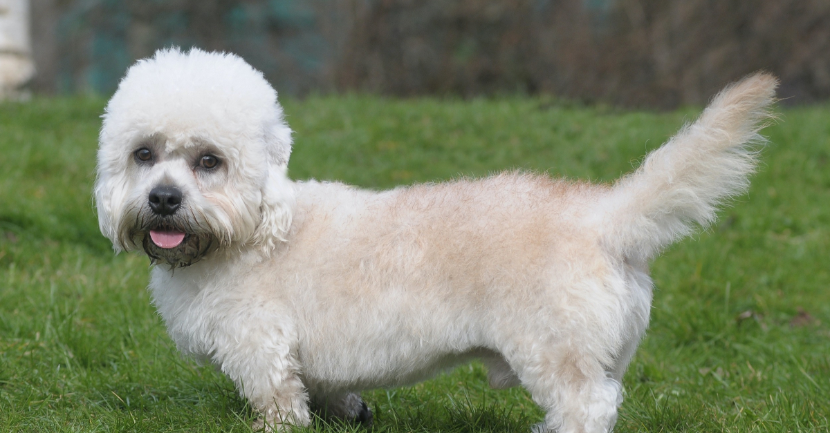 Dandie Dinmont Terrier caract re sant alimentation prix et