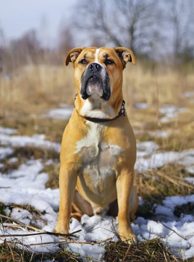 Photo : chien de race Dogue de Majorque sur Woopets