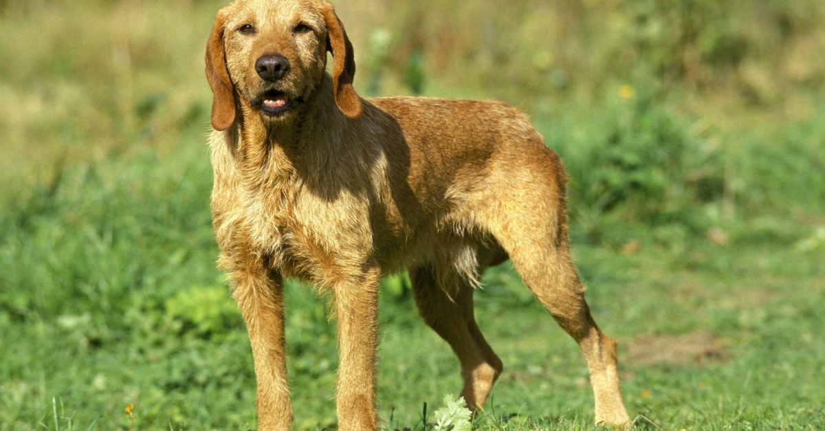 Griffon fauve de Bretagne caract re sant alimentation prix