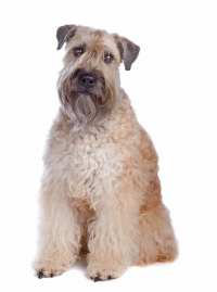 Illustration de la race "Irish Terrier à poil doux"