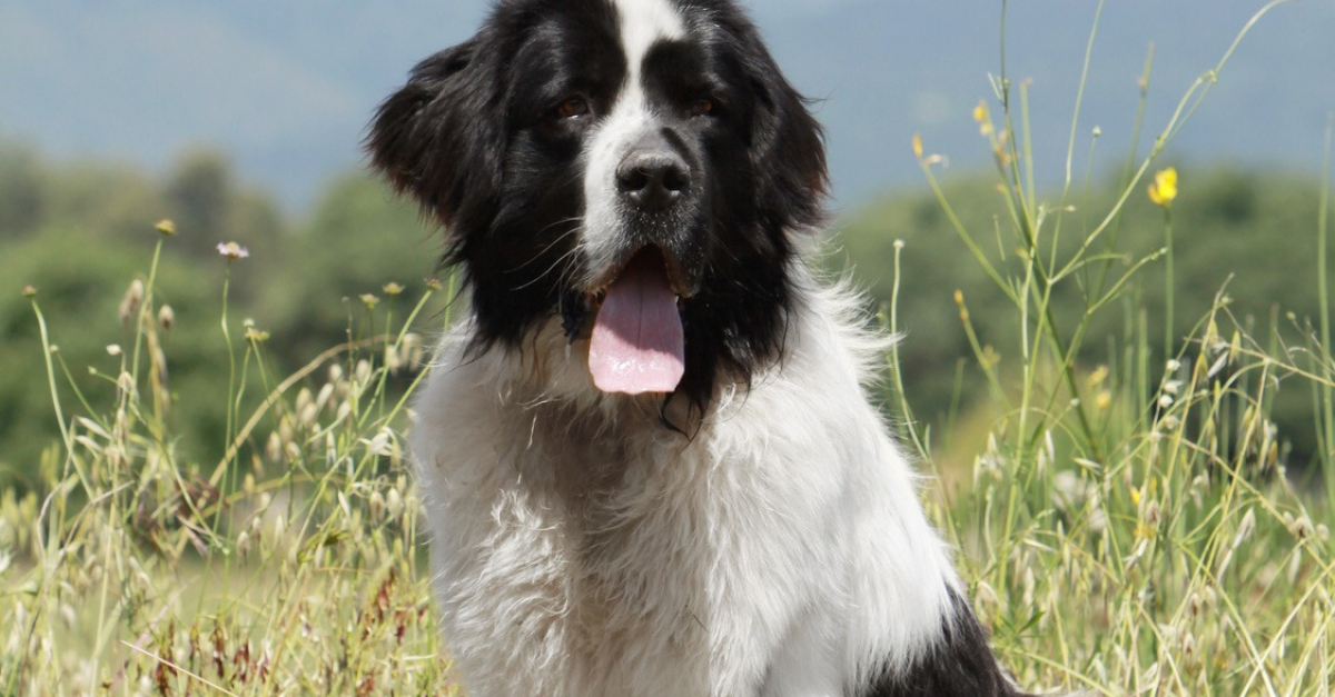 Landseer Caractère Santé Alimentation Prix Et Entretien