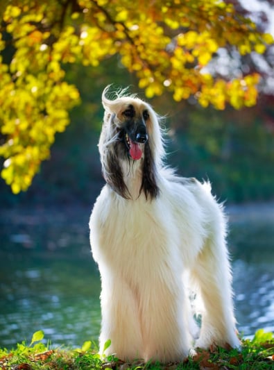 Photo : chien de race Lévrier Afghan sur Woopets