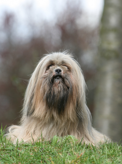 Lhassa Apso Caractère Santé Alimentation Prix Et Entretien