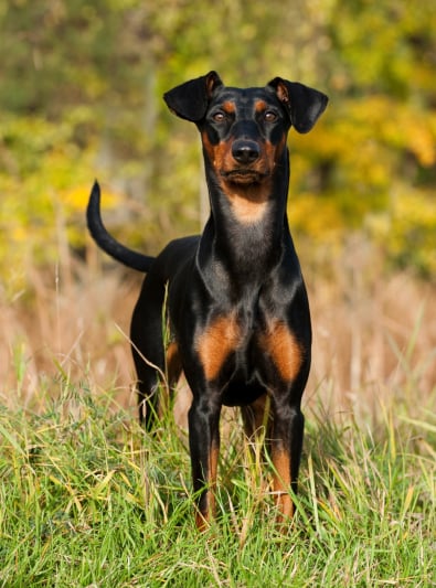 Pinscher Caractère Santé Alimentation Prix Et Entretien