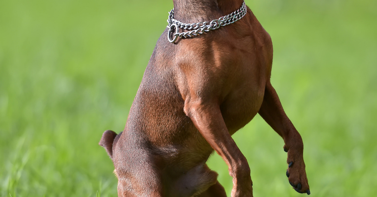 Le Pinscher Nain Caractère éducation Santé Prix Race