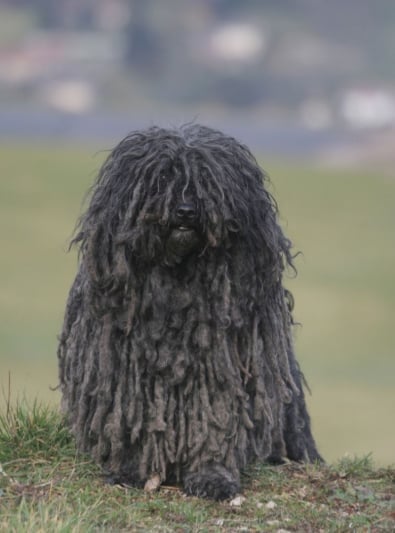 Photo : chien de race Puli sur Woopets