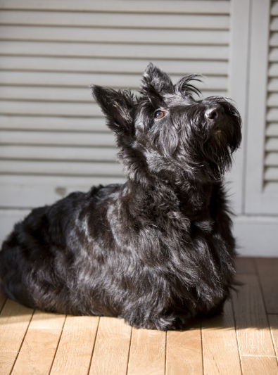 Photo : chien de race Terrier Ecossais sur Woopets