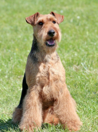 Illustration de la race "Welsh Terrier"