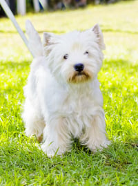 Illustration de la race "West Highland White Terrier"