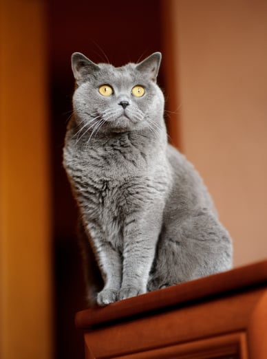 Chartreux Vs British Shorthair - British Shorthair