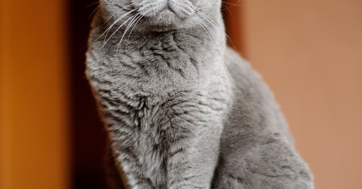 British Shorthair Caractere Sante Alimentation Prix Et Entretien