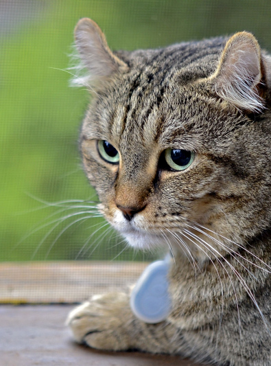 Highland Lynx Caractère Santé Alimentation Prix Et