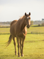 Photo : cheval de race Pur-Sang Anglais sur Woopets