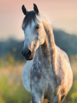 Photo : cheval de race Pur-Sang Arabe sur Woopets