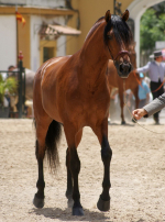Photo : cheval de race Pure Race Espagnole (PRE) sur Woopets