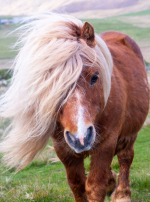 Photo : cheval de race Shetland sur Woopets