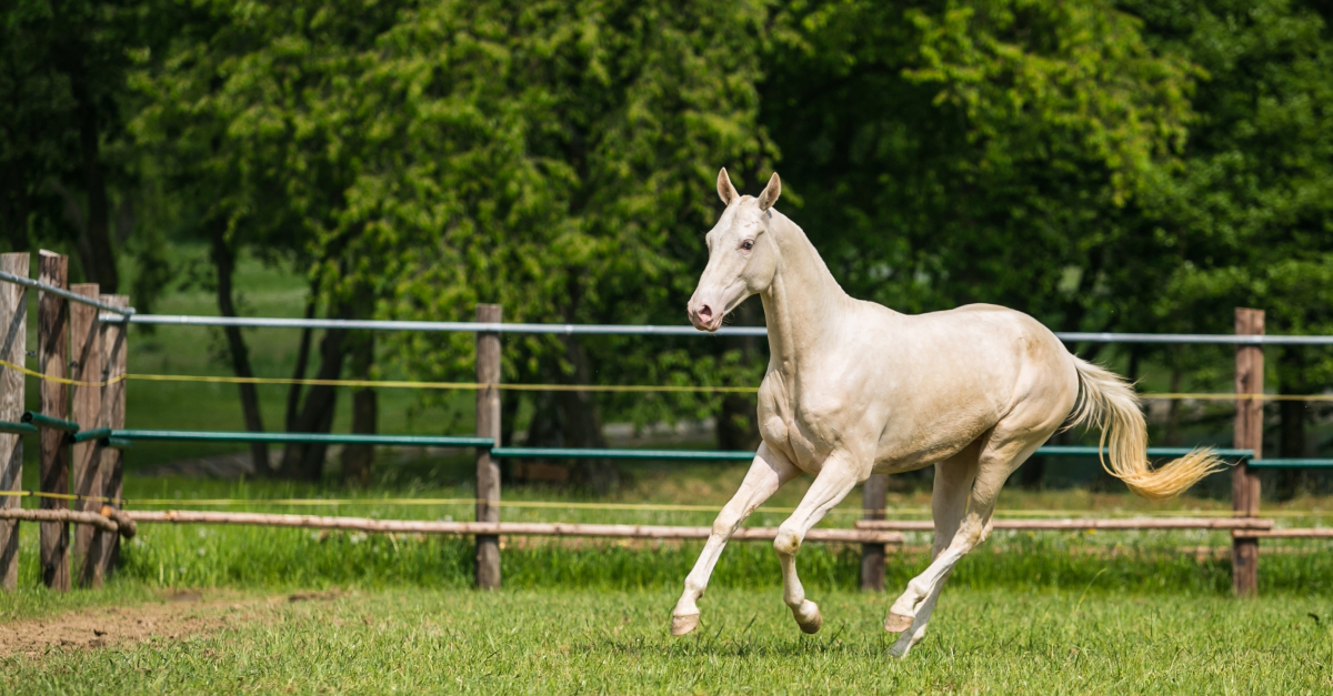 Akhal Teke histoire origine sant levage et utilisation