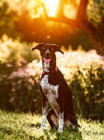 Photo : chien de race Eurohound sur Woopets