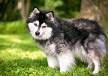 Photo : chien de race Alaskan Klee Kai sur Woopets