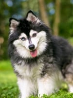 Photo : chien de race Alaskan Klee Kai sur Woopets