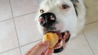 Illustration : Biscuits à la carotte pour chien