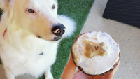 Illustration : Cupcakes à la banane et au miel pour chien