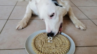 Illustration : Gâteau d'anniversaire pour chien
