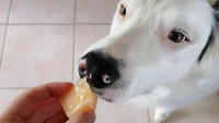 Illustration : Glaçons au melon pour chien