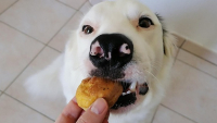 Illustration : Mini-muffins à la courgette pour chien