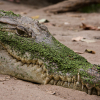 Avatar Canis Crocodilia