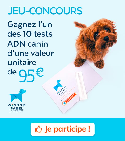 Illustration de l'article : Il est désormais possible de découvrir la race  de votre chien grâce à ce simple test !